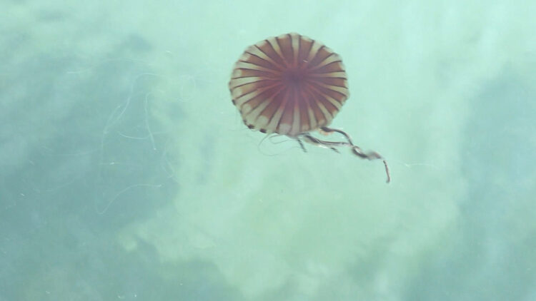 Marmara Denizi'nde 'pusula denizanası' tehdidi 