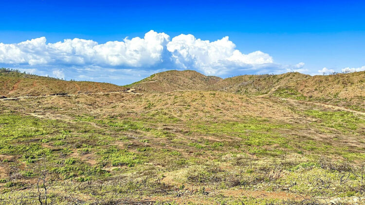 Marmaris'te yanan alanlar yeşillenmeye başladı