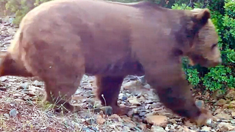 Marmaris'te yeniden yeşeren ormanda, bozayı görüntülendi