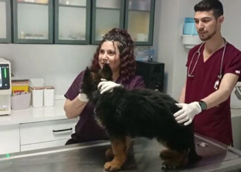 Meksika'ya gönderilen köpek büyük ilgi gördü