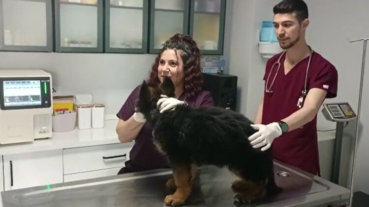 Meksika'ya gönderilen köpek büyük ilgi gördü