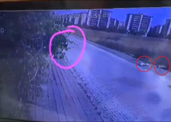 Otomobilden ateş edip 2 köpeği öldüren şüpheli yakalandı