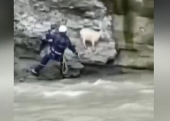 Rusya’da uçurumdan düşen keçi, böyle kurtarıldı