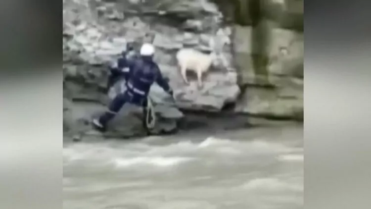 Rusya’da uçurumdan düşen keçi, böyle kurtarıldı