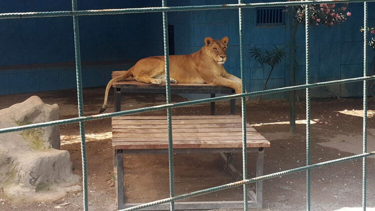 Selfie için kafese giren aileye aslan saldırdı