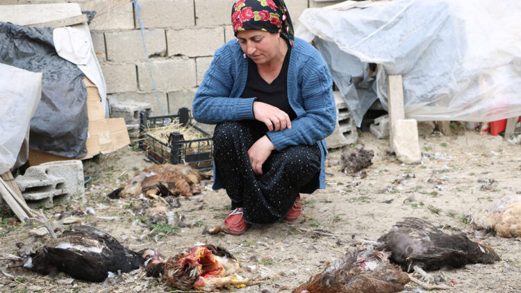 Sokak köpekleri 80 tavuğu öldürdü