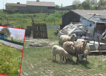 Sokak köpeklerinin saldırdığı kurbanlık koyunlar öldü