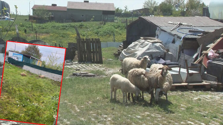 Sokak köpeklerinin saldırdığı kurbanlık koyunlar öldü