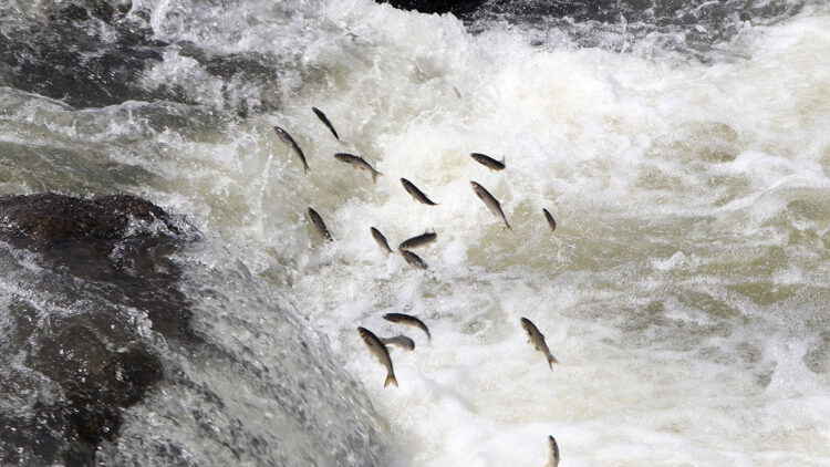 Su yönetimi olmazsa milyarlarca inci kefali ölecek