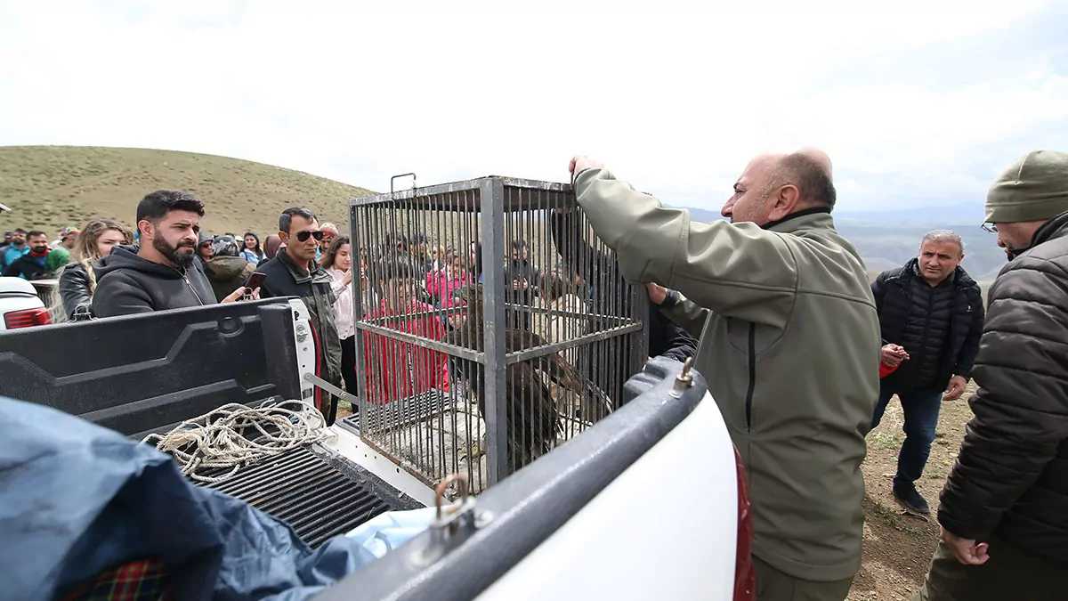 Tedavileri tamamlanan kaya kartali ve ari sahini dogaya salindiz - yaşam - haberton