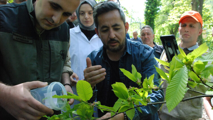 Terminatör böcekler ormana salındı