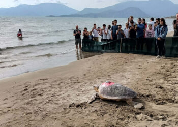 'Türkiye 100' isimli caretta caretta denizle buluştu