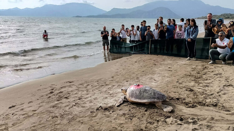 'Türkiye 100' isimli caretta caretta denizle buluştu