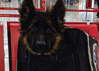Türkiye, Meksika'ya yavru köpek gönderdi