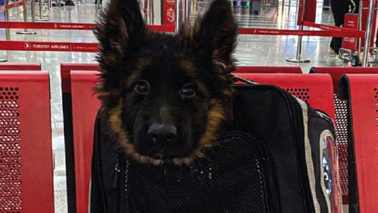 Türkiye, Meksika'ya yavru köpek gönderdi