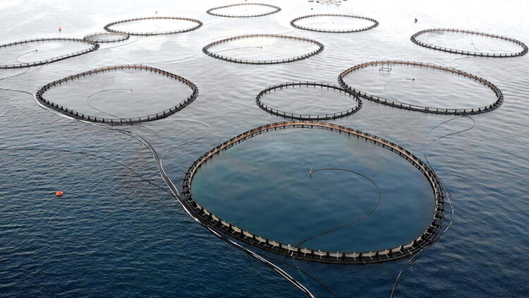 Türkiye alabalık üretiminde dünya 2'ncisi