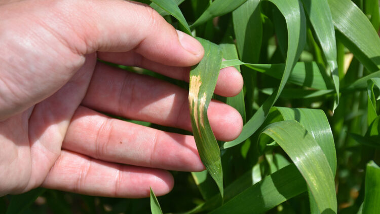 Yağış artışları nedeniyle tahılda 'sarı pas' riski