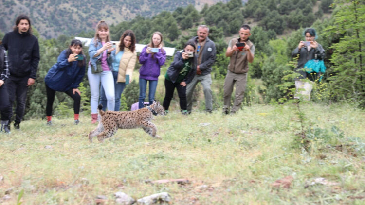 Yavru vaşak tedavi edilip, doğaya bırakıldı