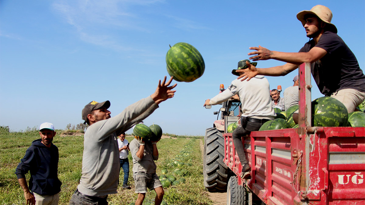 Türkiye’nin en önemli karpuz üretim merkezlerinden Adana'da turfanda karpuz hasadı başladı. Tarlada kilosu 7 liradan satılan karpuzlar, kamyonlara yüklenerek Türkiye’nin dört bir yanına gönderiliyor.