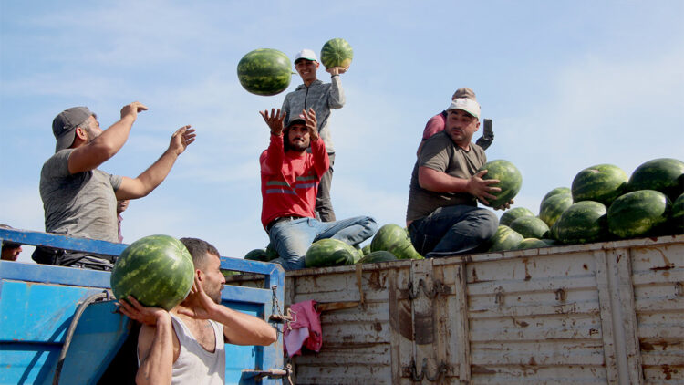 Adana'da turfanda karpuz hasadı başladı