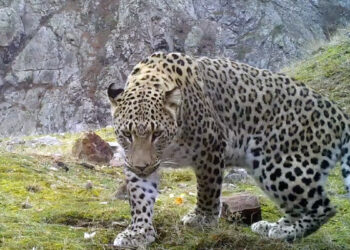 Anadolu leoparının popülasyon alanı Akdeniz ve Ege illeri