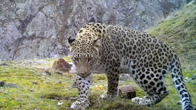 Anadolu leoparının popülasyon alanı Akdeniz ve Ege illeri