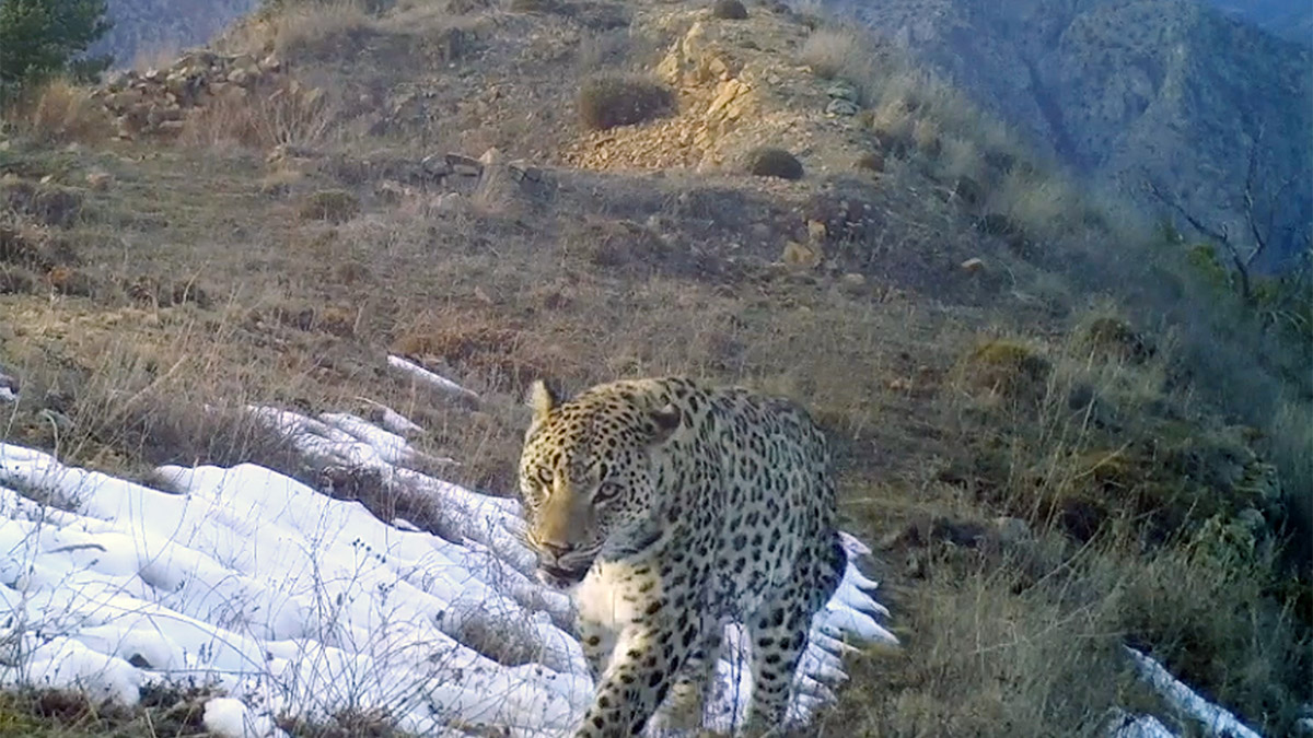 Türkiye'de nesli tükendiği düşünülürken, Doğa Koruma ve Milli Parklar (DKMP) Genel Müdürlüğü'nün ilk kez 25 Ağustos 2019'da fotokapanla görüntülediği Anadolu leoparının popülasyon alanının, tüm Akdeniz ve Ege illerini kapsadığı kaydedildi. Son olarak Batı Akdeniz'de 2 bireye ait 58 görüntü elde edildi.