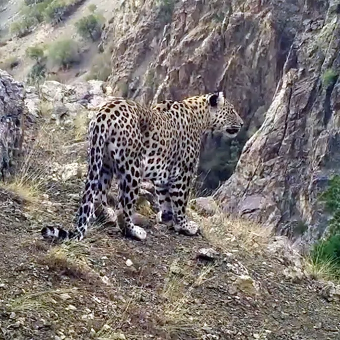 Anadolu leoparının popülasyon alanı akdeniz ve ege illeri