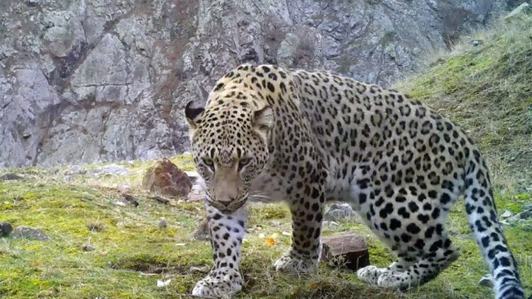 Anadolu Parsı'nın DNA'sı Dünya Gen Bankası'na girdi