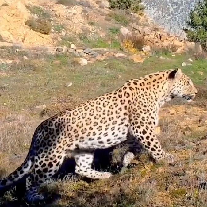 Anadolu Parsı'nın DNA'sı Dünya Gen Bankası'na girdi