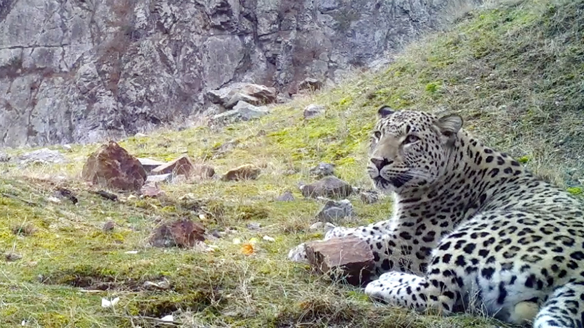 Türkiye'de en son 1975'lerde görülen, neslinin tükendiği düşünülürken 8 Ağustos 2019'da görüntülenen Anadolu parsının, 2020 yılında fotokapan önüne yaptığı idrar örneğinden laboratuvarda alınan DNA verileri, Dünya Gen Bankası'na 'Anadolu Parsı' olarak kayda girdi.