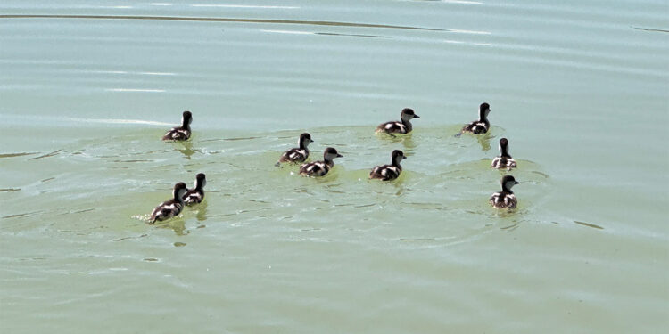 Angut kuşu ve 10 yavru doğaya salındı