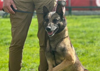 Narkotik Dedektör Köpekler Şampiyonası başladı