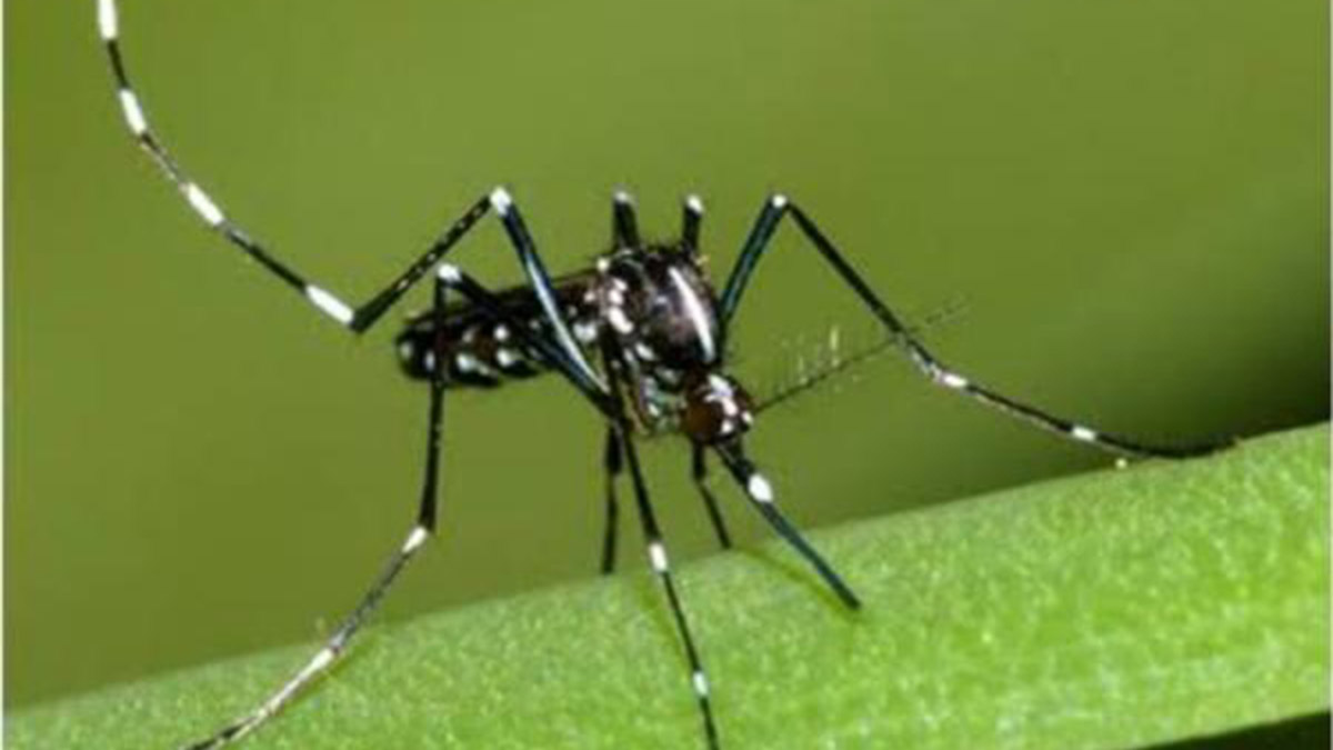 Taşıdığı virüsler nedeniyle çok sayıda hastalığa neden olan Asya kaplan sivrisineği mücadelesi, havanın ısınmasıyla hızlandı. Yumurtlamak için araç lastikleri, saksılar, mezarlıklardaki su kaplarını seçen sinekle mücadele çalışmasına, vatandaşların da katkı koyması gerektiği kaydedildi.