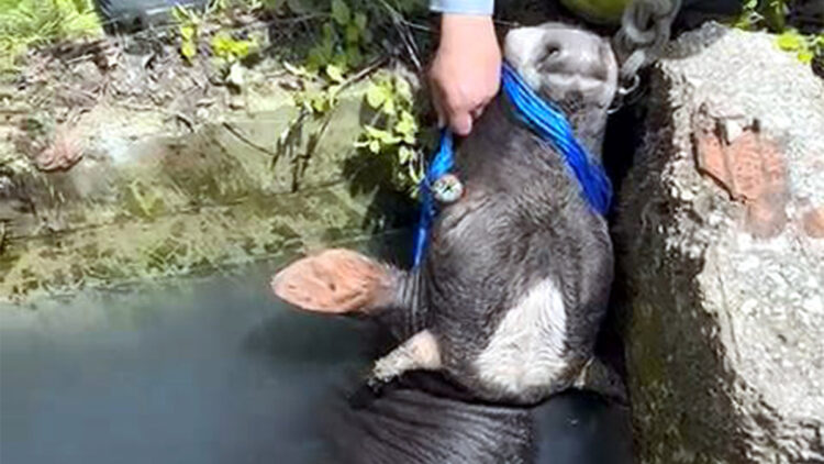 Avcılar'da su kuyusuna düşen inek kurtarıldı