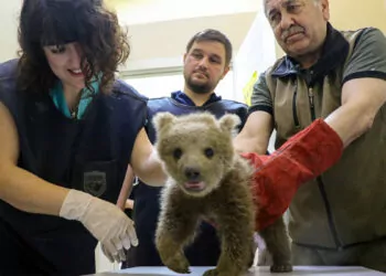 Ayağı kırık yavru ayı tedaviye alındı