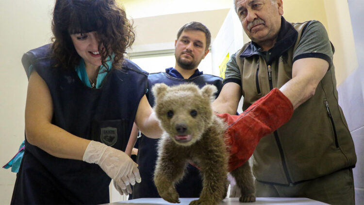Ayağı kırık yavru ayı tedaviye alındı