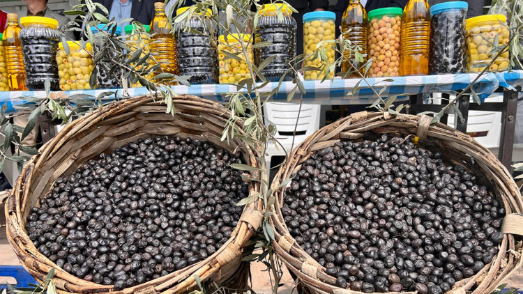 Gemlik zeytini tescil sürecinde