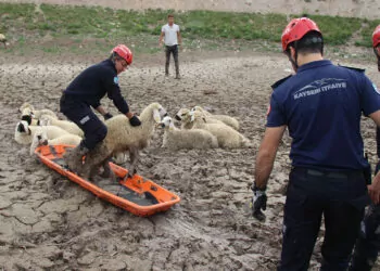 Bataklığa saplanan 30 koyun kurtarıldı