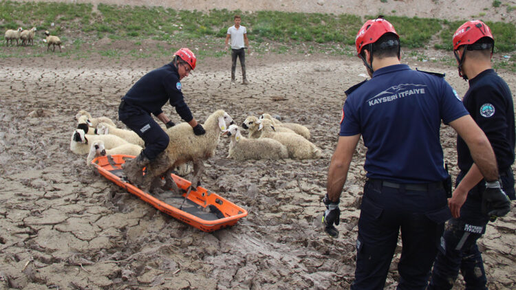 Bataklığa saplanan 30 koyun kurtarıldı