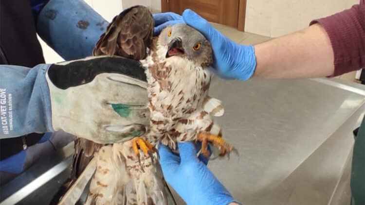 Bina duvarına çarparak yaralanan şahin tedaviye alındı