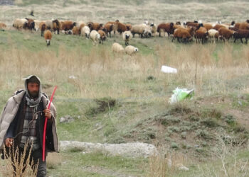Canlı bomba ihbarı yapılan kişi çoban çıktı