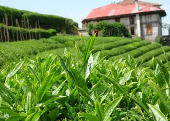 Rize'de yaş çay üreticileri çay alım taban fiyatını değerlendirdi