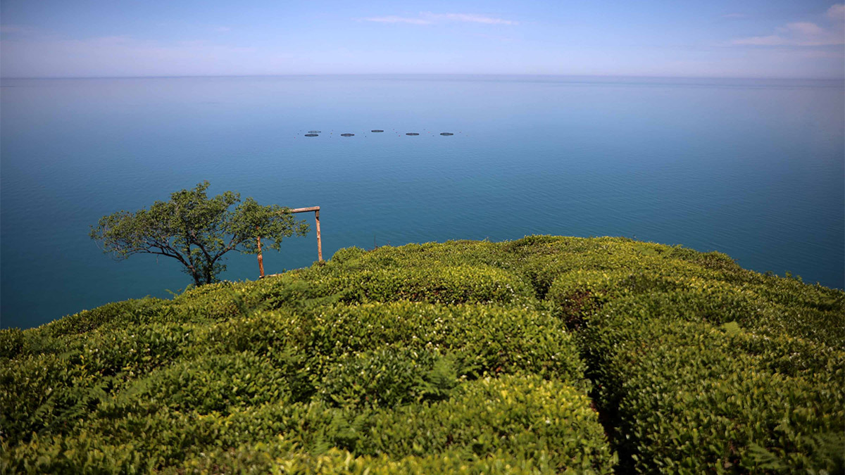 Rize'de yaş çay üreticileri, Cumhurbaşkanı Recep Tayyip Erdoğan tarafından 2023 yılı yaş çay kilogram fiyatının desteklemeyle birlikte 11 lira 30 kuruş olarak açıklanmasını değerlendirdi. Kimi üretici memnun olurken, kimileri de fiyatı beklentilerin altında buldu.