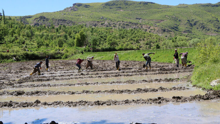 İmece usulü çeltik üretimi