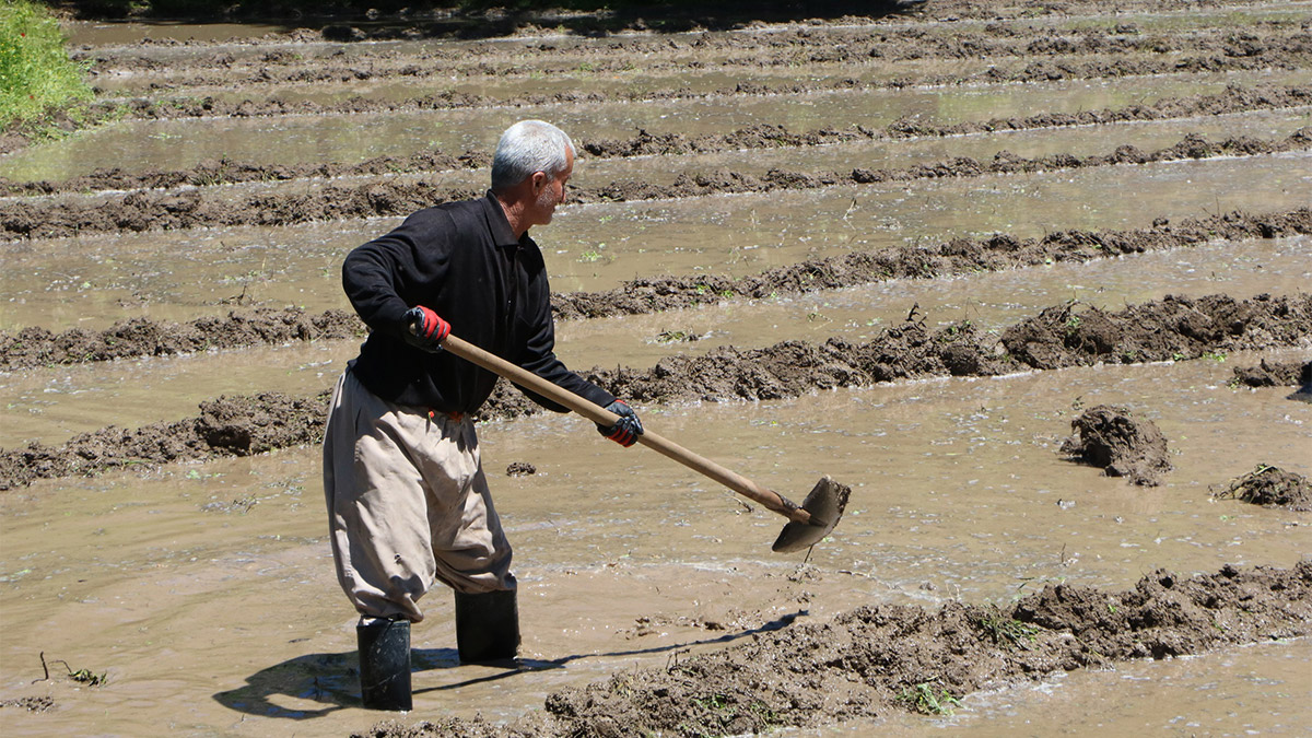 Hakkari'nin Irak sınırında bulunan, taş evleri, susamdan yapılan tahini, narı ve üzümü ile ünlü Çukurca ilçesinde imece usulü çeltik üretimi yapılıyor.