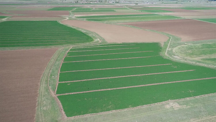 Erzurum'da bahar yağmurlarıyla çiftçinin yüzü güldü