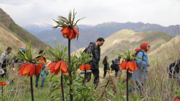 Doğaseverler ters laleleri fotoğraflayıp yürüyüş yaptı