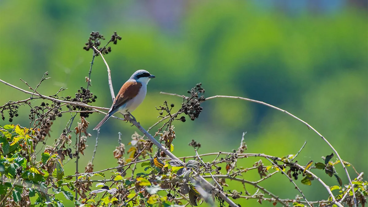 Hevsel bahçeleri'nde kuş türü sayısı arttı
