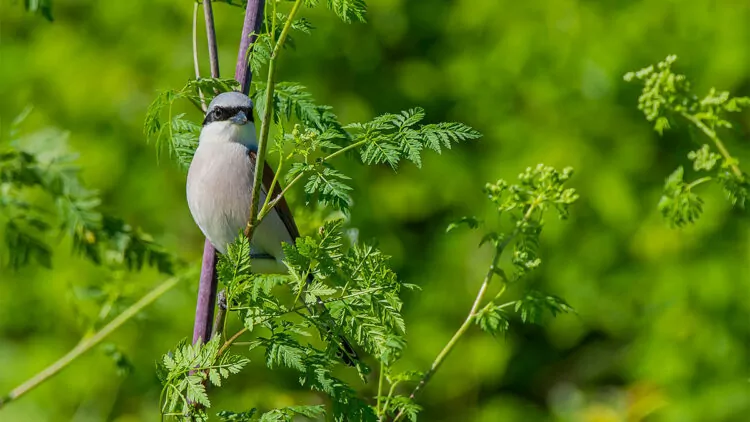 Hevsel bahçeleri'nde kuş türü sayısı arttı